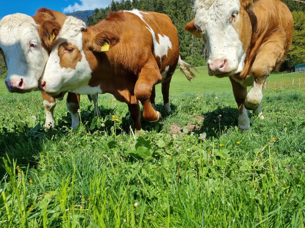 Rinder auf der Wiese